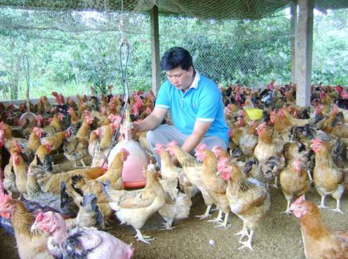 Đoàn Tâm Kê đang chăm sóc đàn gà